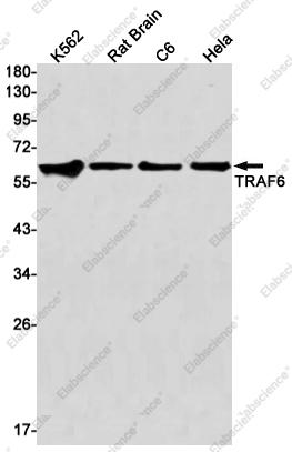 Вестерн-блоттинг, TRAF6, клетки K562, ткань мозга крысы, клетки C6, клетки HeLa