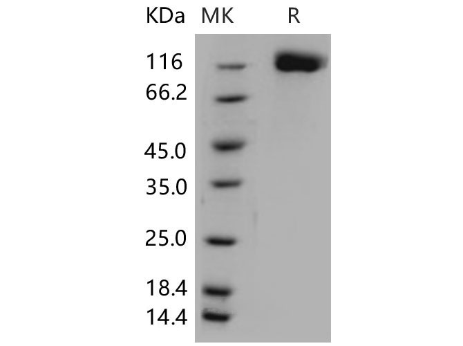 Валидация Elabscience PKSM040647(4631)