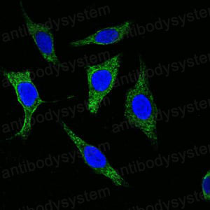 Валидация IF - AntibodySystem RHC99505