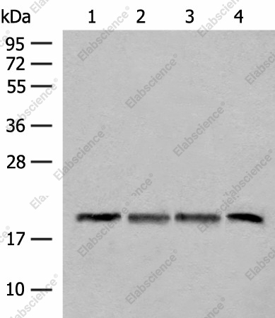 Вестерн-блоттинг, SEC11A, клетки TM4, HEPG2, A549 и ткань печени мыши