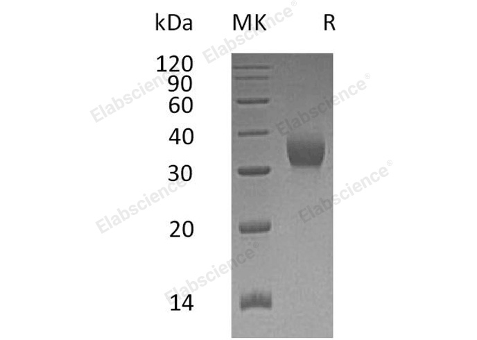 Валидация Elabscience PKSH032234(2745)
