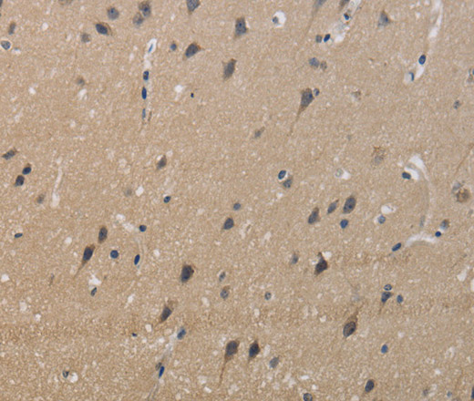 Валидация Elabscience E-AB-13358