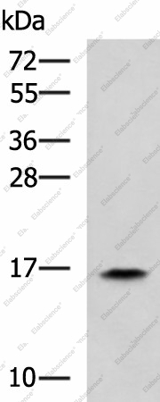 Вестерн-блоттинг, RPS14, клетки HL60
