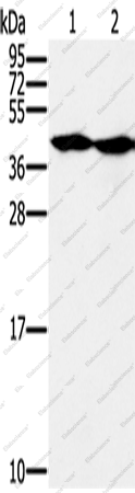 Вестерн-блоттинг, MORF4L1, клетки HepG2 и K562