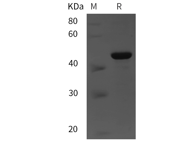 Валидация Elabscience PDEH101085(465)