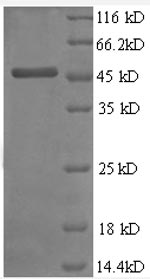 SDS-PAGE