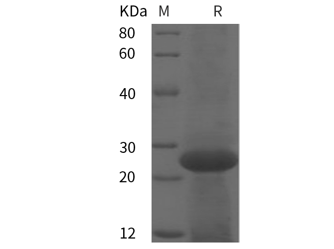 Валидация Elabscience PDEH100856(292)