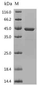 SDS-PAGE