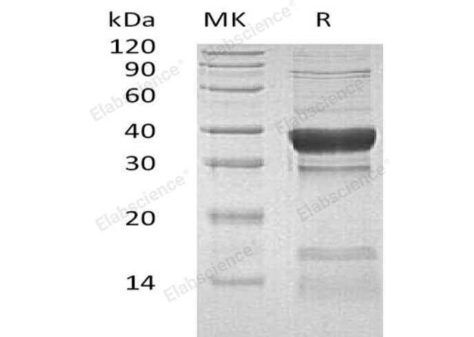 Валидация Elabscience PKSH032969(3359)