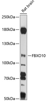 Валидация Elabscience E-AB-90982