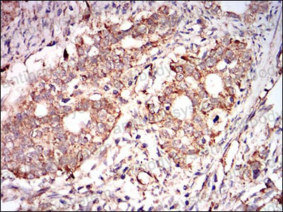 Валидация AntibodySystem RHF03904 (2429)