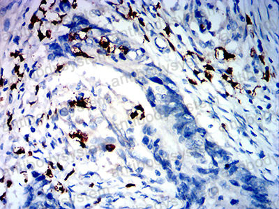 Валидация AntibodySystem RHH08901 (3166)