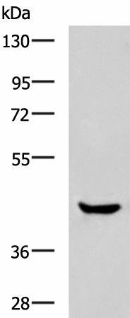 Валидация Elabscience E-AB-19464