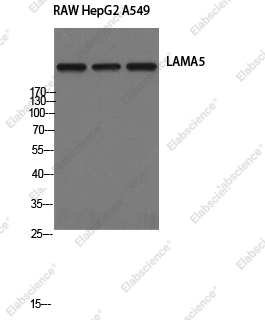 Вестерн-блоттинг, Laminin alpha5, клетки RAW264.7, HepG2, A549