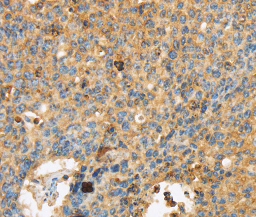 Валидация Elabscience E-AB-15626