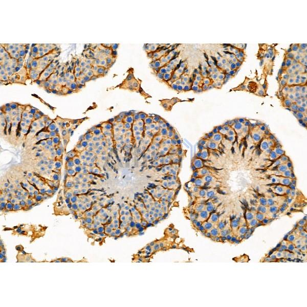 Валидация Affinity DF8095 - 19936