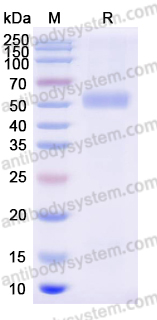 AHF99102, SDS-PAGE