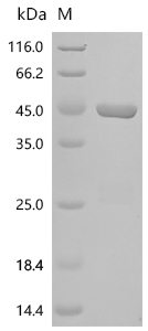 SDS-PAGE