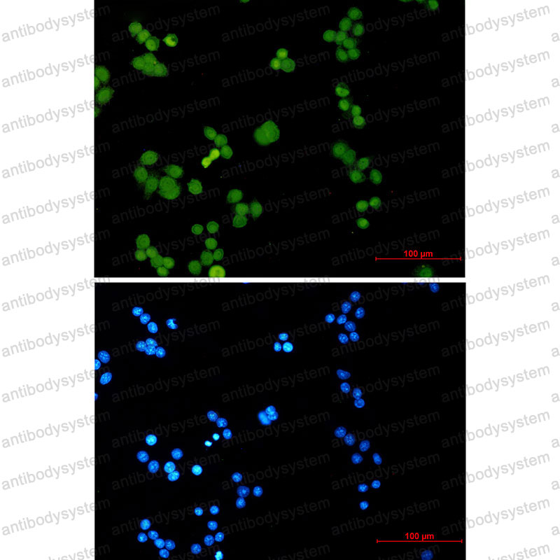 Валидация IF - AntibodySystem RHE68804