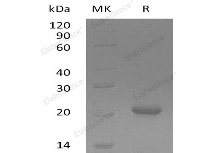 Валидация Elabscience PKSH032468(2938)