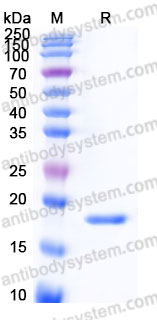 YHF19804, SDS-PAGE