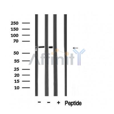 Валидация Affinity DF7005 - 18641
