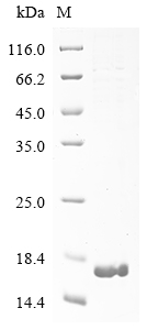SDS-PAGE