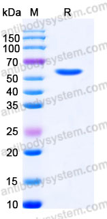 YHB03301, SDS-PAGE