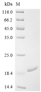 SDS-PAGE