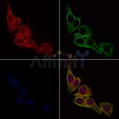 Валидация Affinity DF4706 - 16392