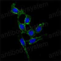 Валидация IF - AntibodySystem RHG04706