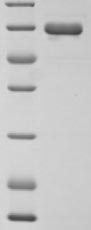 SDS-PAGE