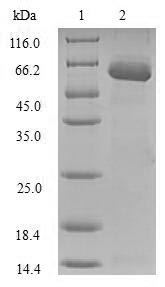 SDS-PAGE