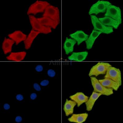 Валидация Affinity DF15744 - 12221