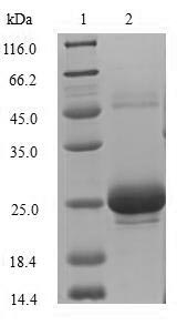 SDS-PAGE