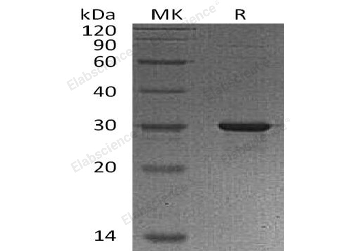 Валидация Elabscience PKSH032515(2975)