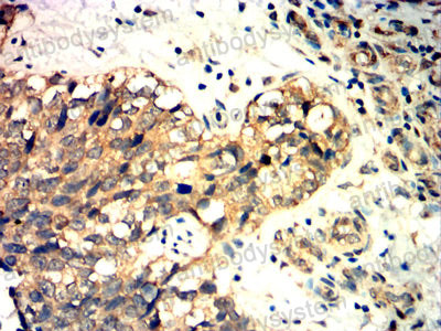 Валидация AntibodySystem RHA16802