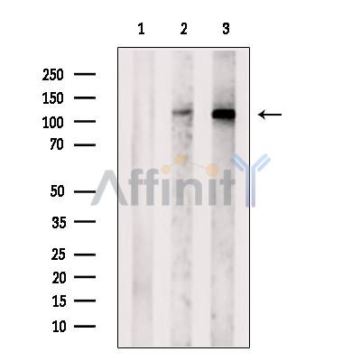 Валидация Affinity AF6023 - 3218