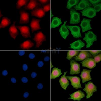 Валидация Affinity DF14421 - 10365