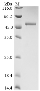SDS-PAGE