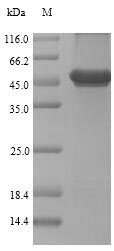 SDS-PAGE