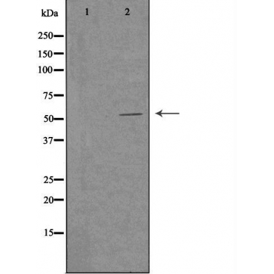 Валидация Affinity DF3176 - 13980
