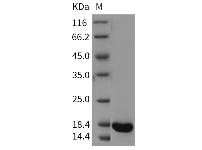 Валидация Elabscience PKSR030284(5630)