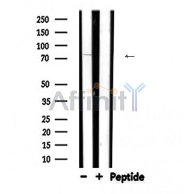 Валидация Affinity DF6247 - 17535