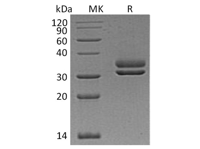 Валидация Elabscience PKSH032275(2777)