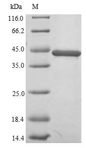 SDS-PAGE