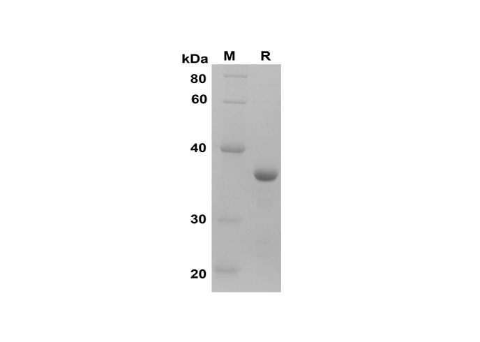 Валидация Elabscience PDEM100158(507)