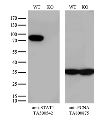 Валидация AssayVector ARM1896(2611)