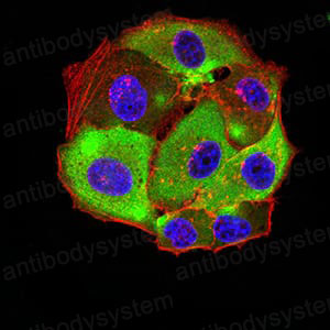 Валидация IF - AntibodySystem RHE47403