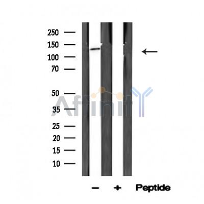 Валидация Affinity AF4633 - 2245